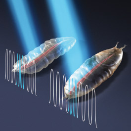 Illustration of optogenetics in fruit flies