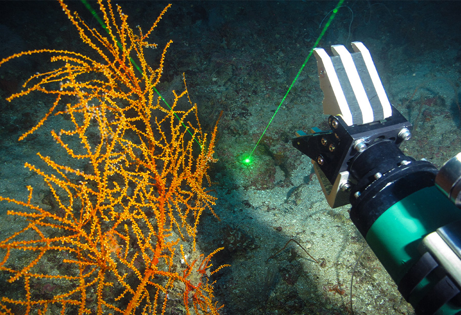 Close-up of coral and an underwater laser