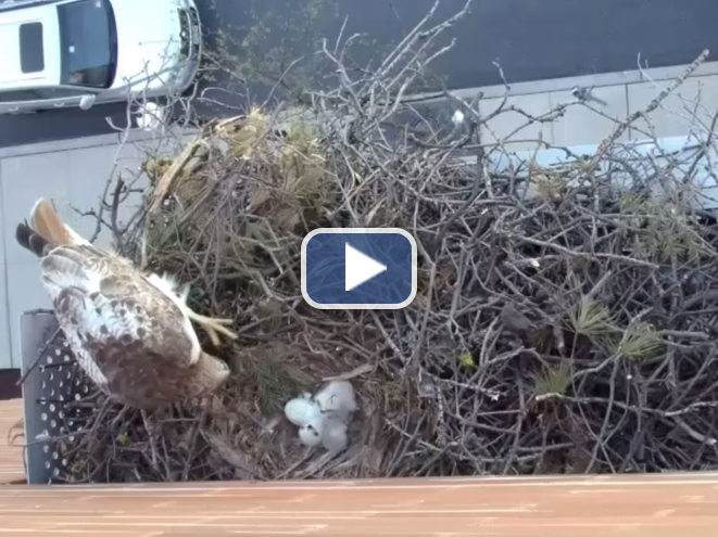 Lehigh University Hawk Camera