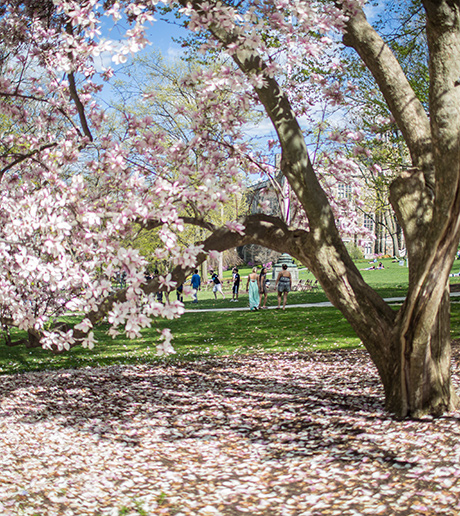 Spring tree at Lehigh University