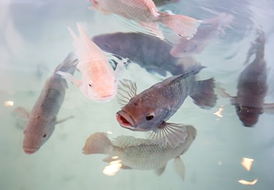 Fish