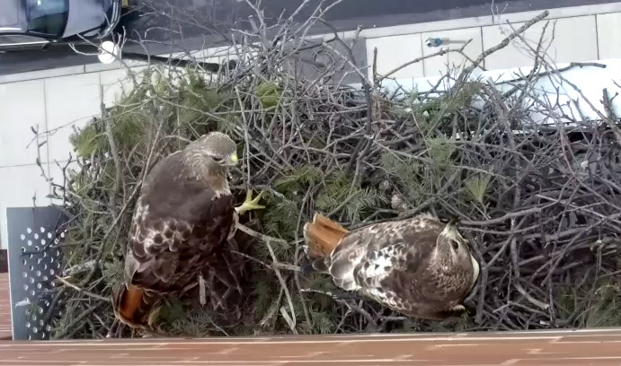 Pair of red-tailed hawks in nest as viewed via webcam at Lehigh University.