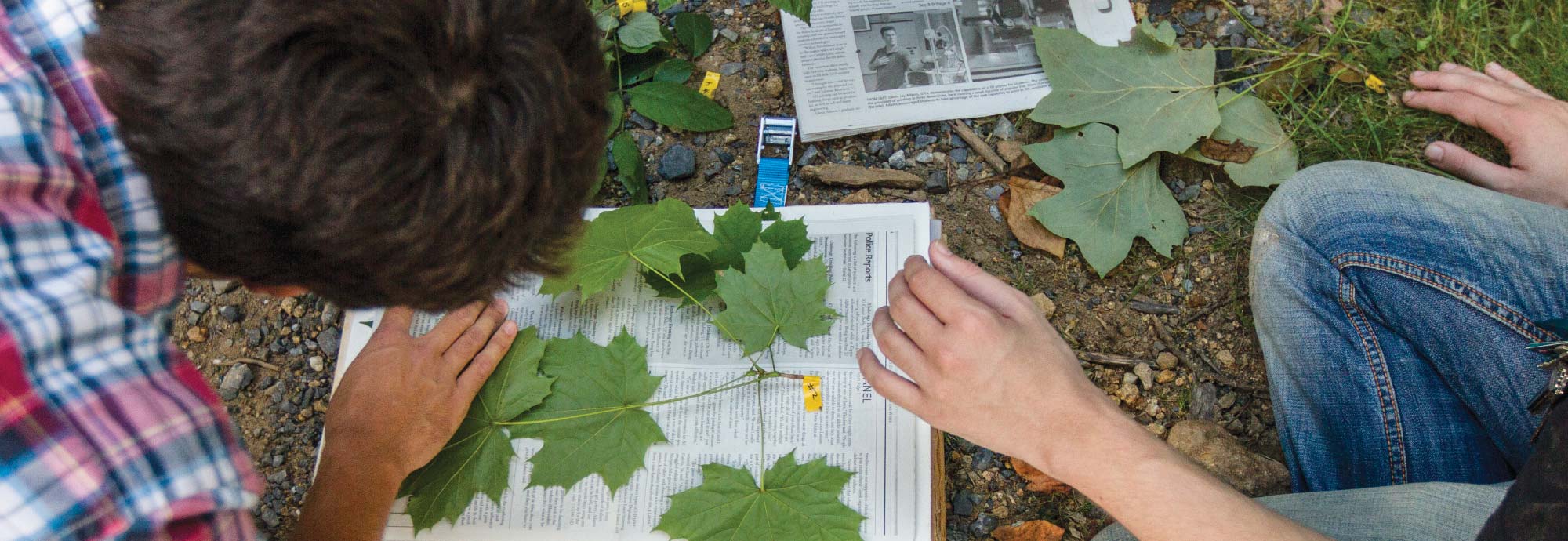 Students studying leaves in a forest